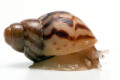 Lissachatina albopicta typ 1 juvenil
